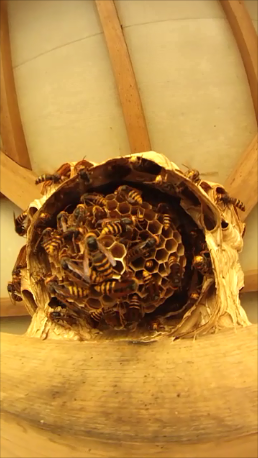 モンスズメバチの特徴と生態